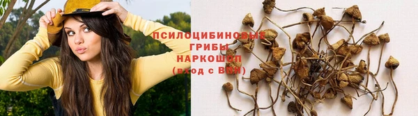 ГАЛЛЮЦИНОГЕННЫЕ ГРИБЫ Белокуриха
